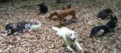 Hundewanderung1
