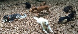 Hundewanderung1