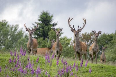 Wildwochen