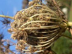 Wild Möhre Blütenstand Herbst_HG