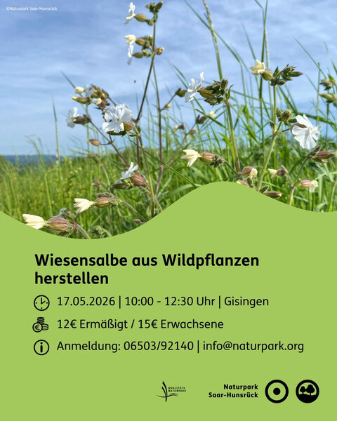 Wiesensalbe aus Wildpflanzen