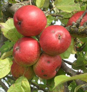 Apfel
