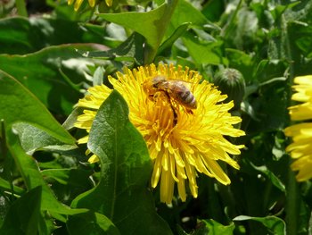 Bettsäächertage Saar-Hunsrück_Löwenzahnblüte