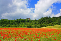 Blumenfeld_Siersburg