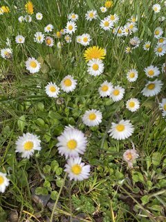 Blumenwiese im Frühling