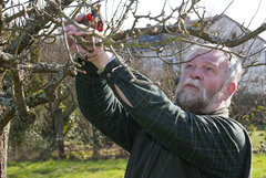 Harry Lavall beim Frühjahrsschnitt eines Baumes