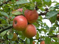3 Obst Apfel Goldparmäne Monika Lambert-Debong