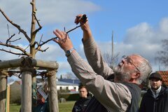 Obstbaumschnitt mit Lavall_LaDe