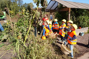 Ein riesiger Kürbis lässt Kinderaugen leuchten Auf der Aufbereitungsanlage der Firma Gebrüder Arweiler in Saarwellingen, wo Grünschnitt und Wurzelstöcke wieder zu fruchtbarem Gartenboden und Humus aufbereitet werden, dort findet sich der richtige Nährboden, aus dem Neues und Großes wachsen kann. Am Rande der firmeneigenen Kompostieranlage befindet sich der Biogarten des Unternehmens. Hier wachsen Tomaten, Gurken, Zucchini, kleine Kürbisse und diverse Salatsorten. Durch die gute Pflege und Achtsamkeit von Hobbygärtner Gerd Gräber wächst und gedeiht der Biogarten. Nur so konnte auch aus der kleinen Kürbispflanze ein Riesenkürbis werden. Familie Arweiler machte den großen Kürbis den Kindern von Kita Kinderland zum Geschenk. Passend zum Herbst wurde der Riesenkürbis schnell der Namensgeber für ein Fest. Für die Kinder und die Erzieher gab es viel zu tun, denn in nur drei Tagen sollte gefeiert werden. Auf einer Streuobstwiese wurden Äpfel gesammelt, um am nächsten Tag gemeinsam Kuchen zu backen und frischen Apfels