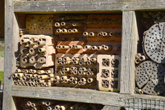 Bienenhotel - Monika Lambert-Debong