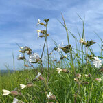 Eine artenreiche Wiese