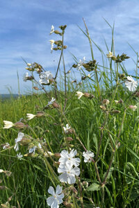 Eine artenreiche Wiese