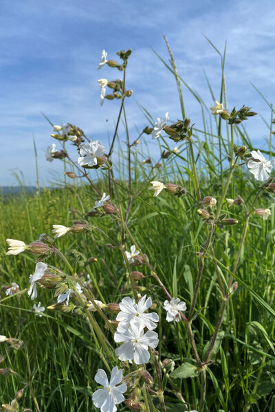 Eine artenreiche Wiese
