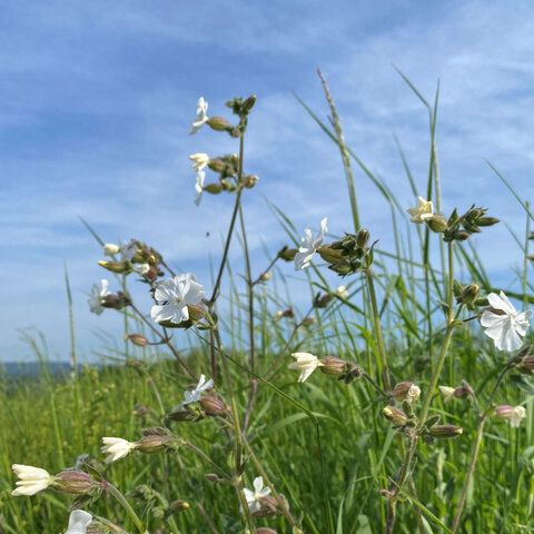 Eine artenreiche Wiese